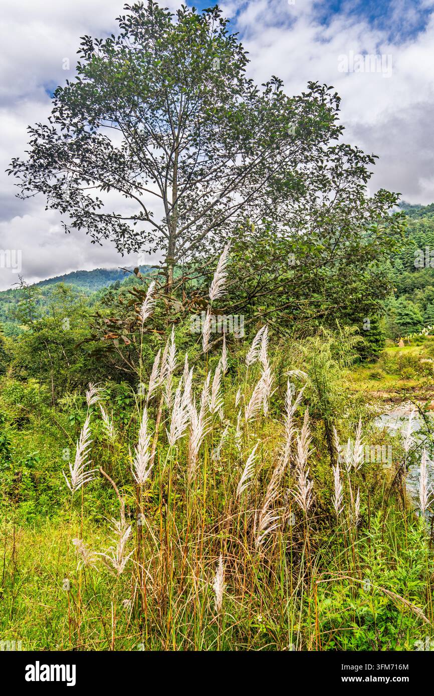Weiße flauschige Kans-Gräser (Saccharum spontaneum) blühen unter einem hohen Baum mit blauem Himmel und Wolken in Nepal. Stockfoto