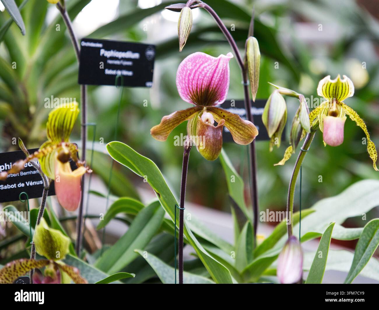 Venustiefel-Orchideen (Paphiopedilum) in voller Blüte zur Schau gestellt mit botanischen Bestimmungsetiketten in einer Gewächshausumgebung. Stockfoto