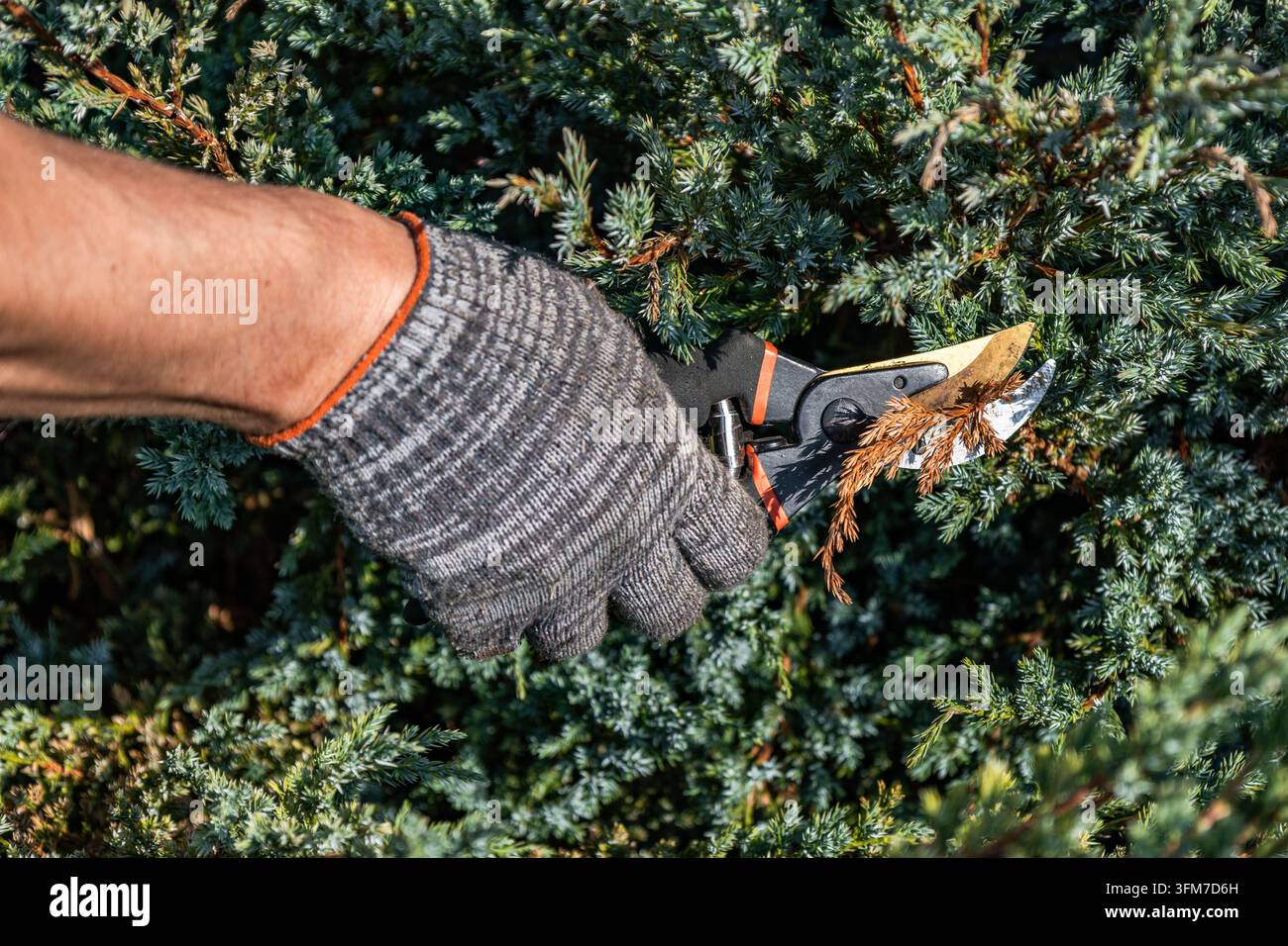 Eine behandschuhte Hand verwendet Gartenschere, um einen trockenen braunen Zweig von einem belaubten grünen Nadelstrauch bei vollem Tageslicht zu beschneiden. Regelmäßiges Beschneiden im Freien hilft bei der Pflege Stockfoto