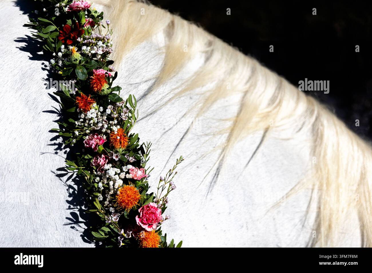 Eine wunderschöne Nahaufnahme eines weißen Lipizzaner-Pferdes mit einer prächtigen Mähne und einem farbenfrohen festlichen Blumenkragen während des Almabtriebs Stockfoto