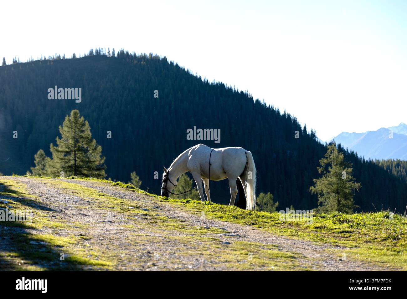 Ein majestätisches weißes Lipizzaner-Pferd steht auf einer Almweide, wunderschön beleuchtet von sanftem Morgenlicht unter dem Dachsteinmassiv. Stockfoto