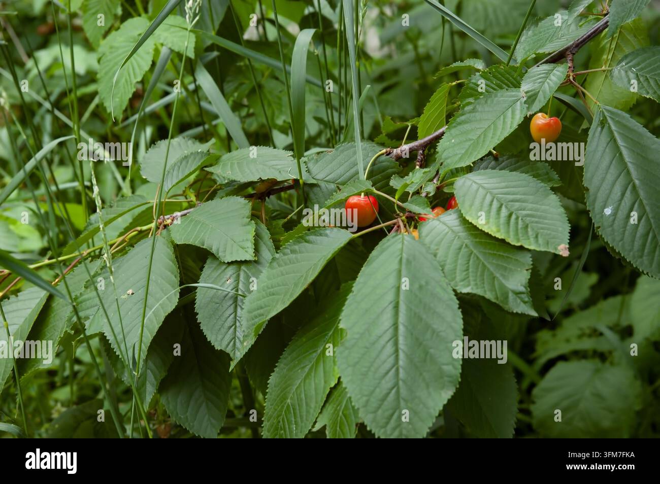 Ein süßer Kirschzweig mit grünen Blättern und reifer gelb-roter Frucht hängt am Baum und ruht auf grünem Gras. Stockfoto