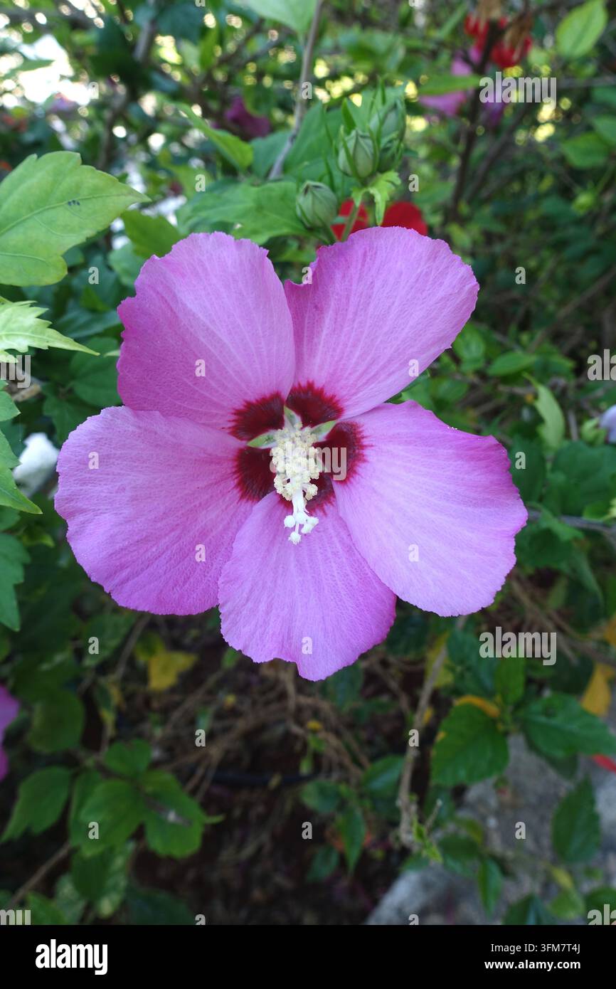 Einzelnte Purpur/Lavendel/Mauve Hibiskusblüte 'Syriacus' in einem griechischen Landhausgarten, Katelios, Kefalonia, Griechenland, EU Stockfoto