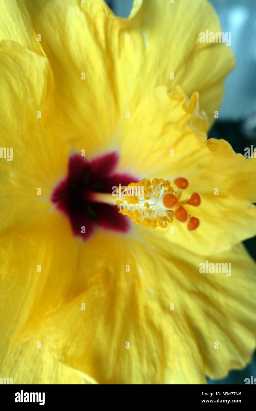Einzeln stehende gelbe Chinesische Hibiskusblüte 'Rosa-Sinensis' (Adonicus Yellow) in einem griechischen Landhausgarten, Katelios, Kefalonia, Griechenland, EU Stockfoto