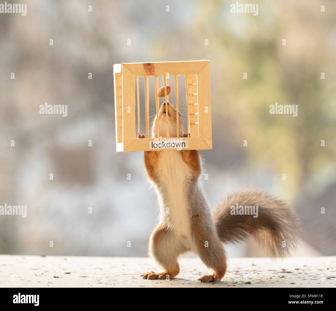 Rotes Eichhörnchen hält einen Würfel mit einer Nuss, Stäben und einem Schloss hoch Stockfoto