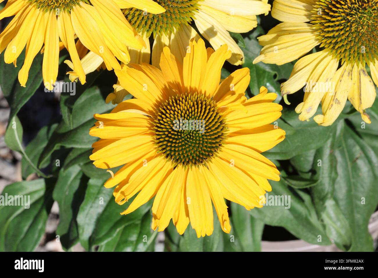 Echinacea [SunSeekers Yellow] ('Apecssiye') (SunSeekers Serie). Nahaufnahme einer einzelnen buttergelben Kegelblume. Stockfoto