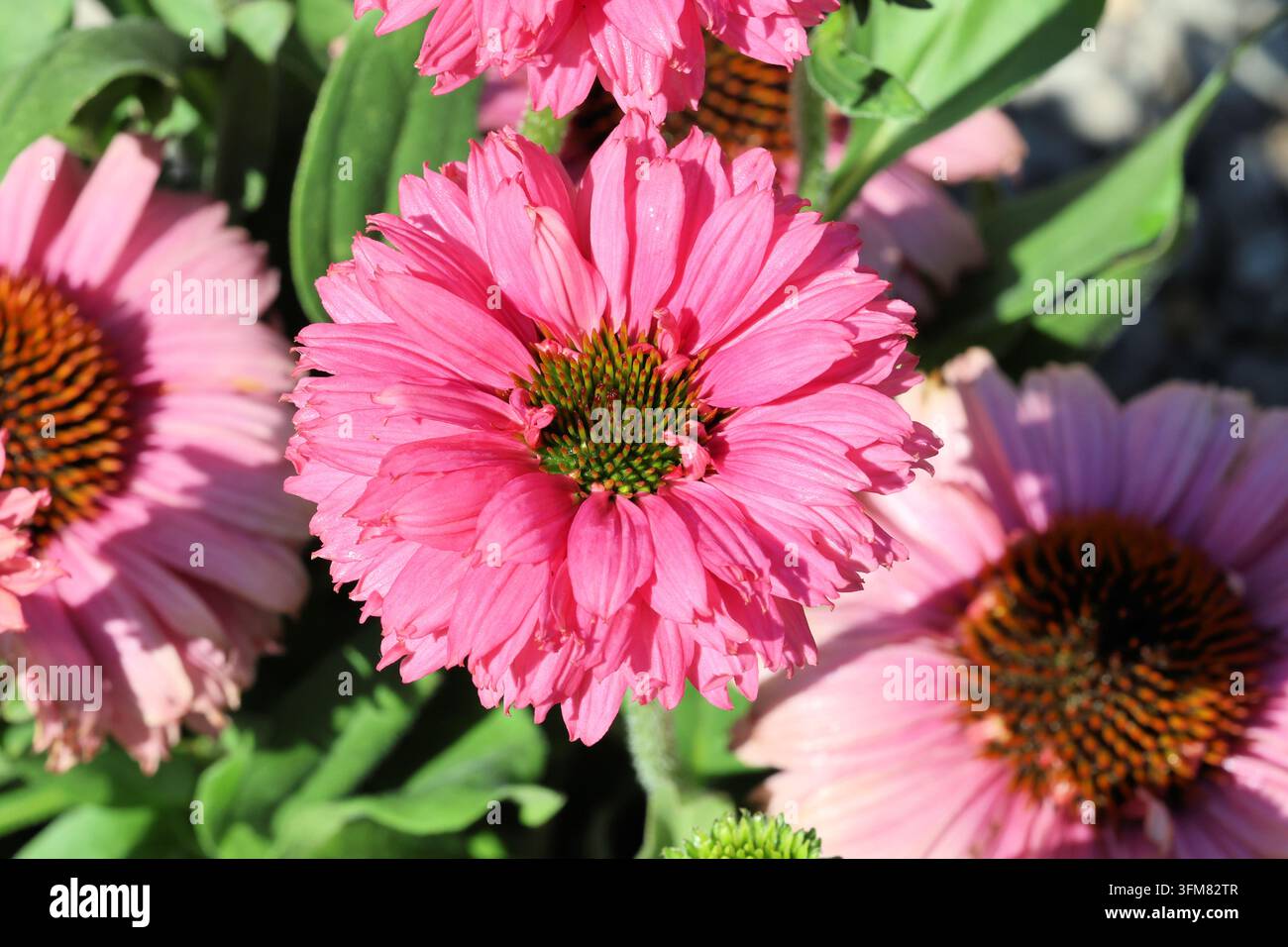 Echinacea [SunSeekers Pink Grapefruit] (SunSeekers Serie). Nahaufnahme von hellrosa doppelter Sonnenhutblüte mit kontrastierendem grünem Zapfenzentrum Stockfoto
