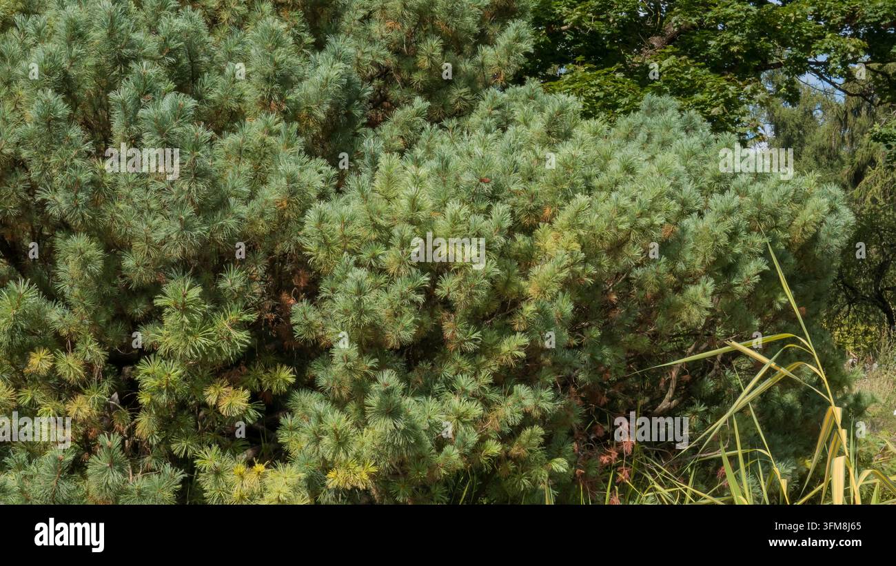 Dichtes immergrünes Nadelbaumlaub mit silbrig-blaugrünen Nadelbüscheln und geschichteten Ästen in hellem natürlichem Licht, das eine texturierte botanische Ba Stockfoto