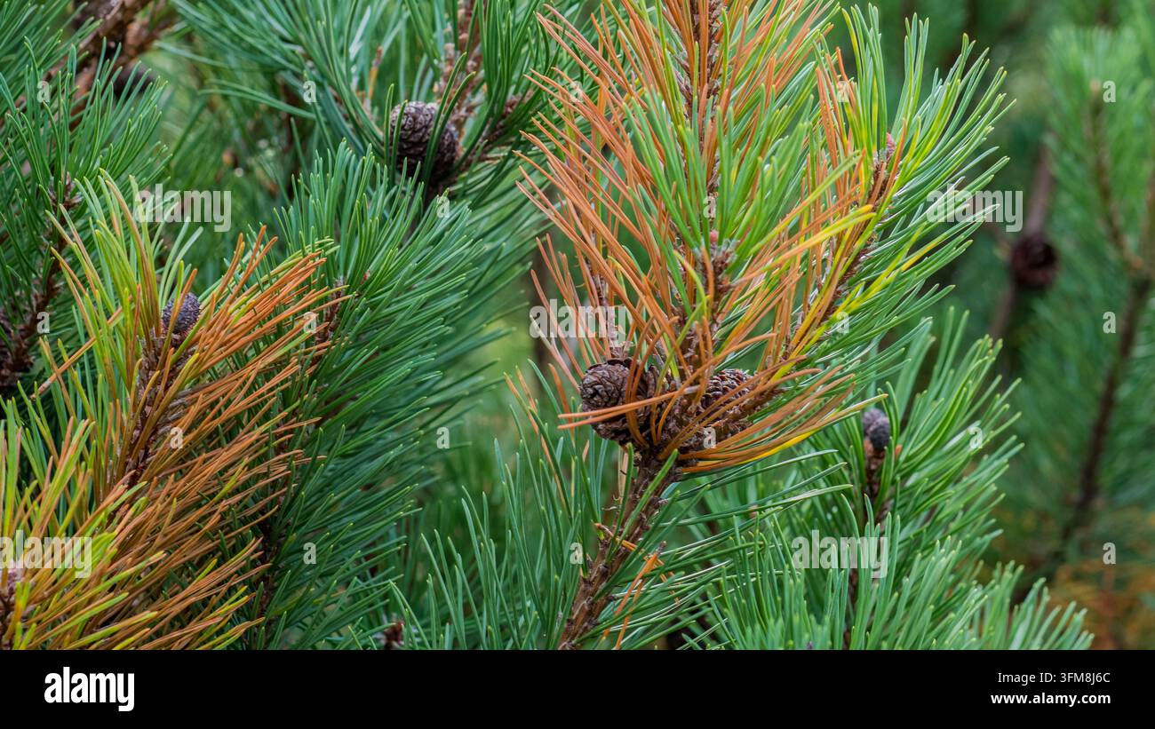 Nahaufnahme von immergrünen Nadelbaumzweigen mit langen grünen Nadeln, braunem getrocknetem Laub und kleinen Zapfen, die eine dichte natürliche Waldtextur bilden Stockfoto