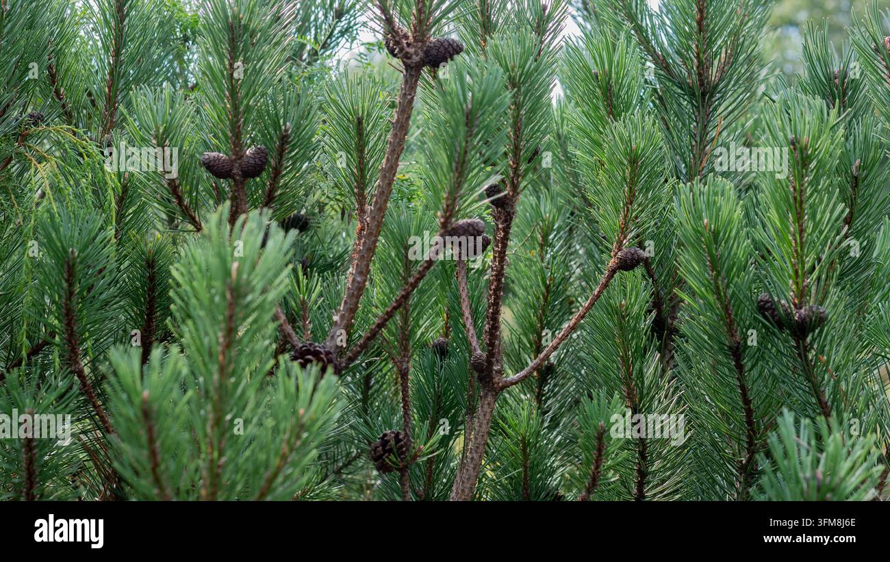 Kiefernzweige mit kleinen braunen Zapfen und grünen Nadeln im Nahaufnahme, Pinus Nadelholz Laub – Immergrünes Weihnachts- und Winterhintergrundkonzept Stockfoto