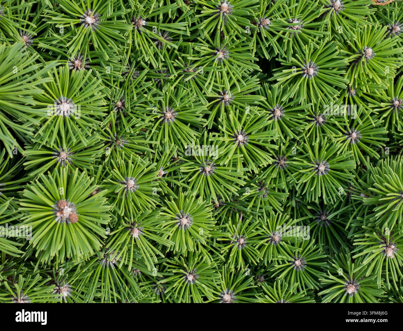 Radiales Muster von Zwerg-Bergkiefernnadeln im Nahaufnahme, Pinus mugo Grüne Nadelbaumtextur – Immergrünes Weihnachts- und Winterhintergrundkonzept Stockfoto