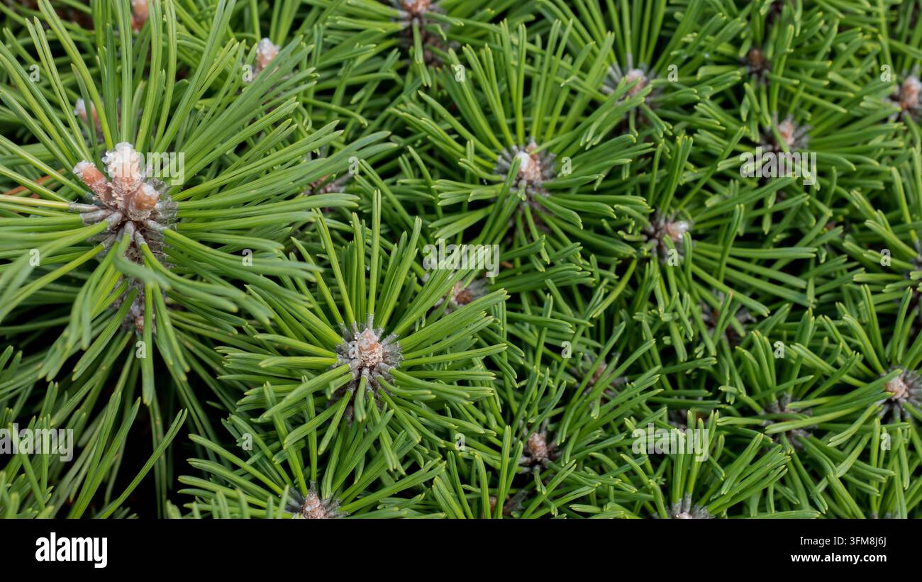Radiales Muster von Zwerg-Bergkiefernnadeln im Nahaufnahme, Pinus mugo Grüne Nadelbaumtextur – Immergrünes Weihnachts- und Winterhintergrundkonzept Stockfoto