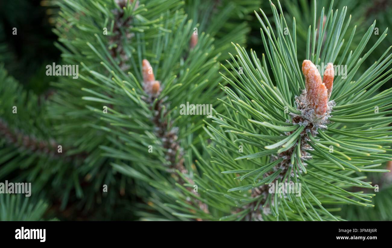 Grüner Kiefernzweig mit dichten Nadeln und hellbraunen neuen Wachstumsknospen, die geschichtete immergrüne Belaubung und natürliche Textur in einer nahen botanischen Ansicht zeigend Stockfoto