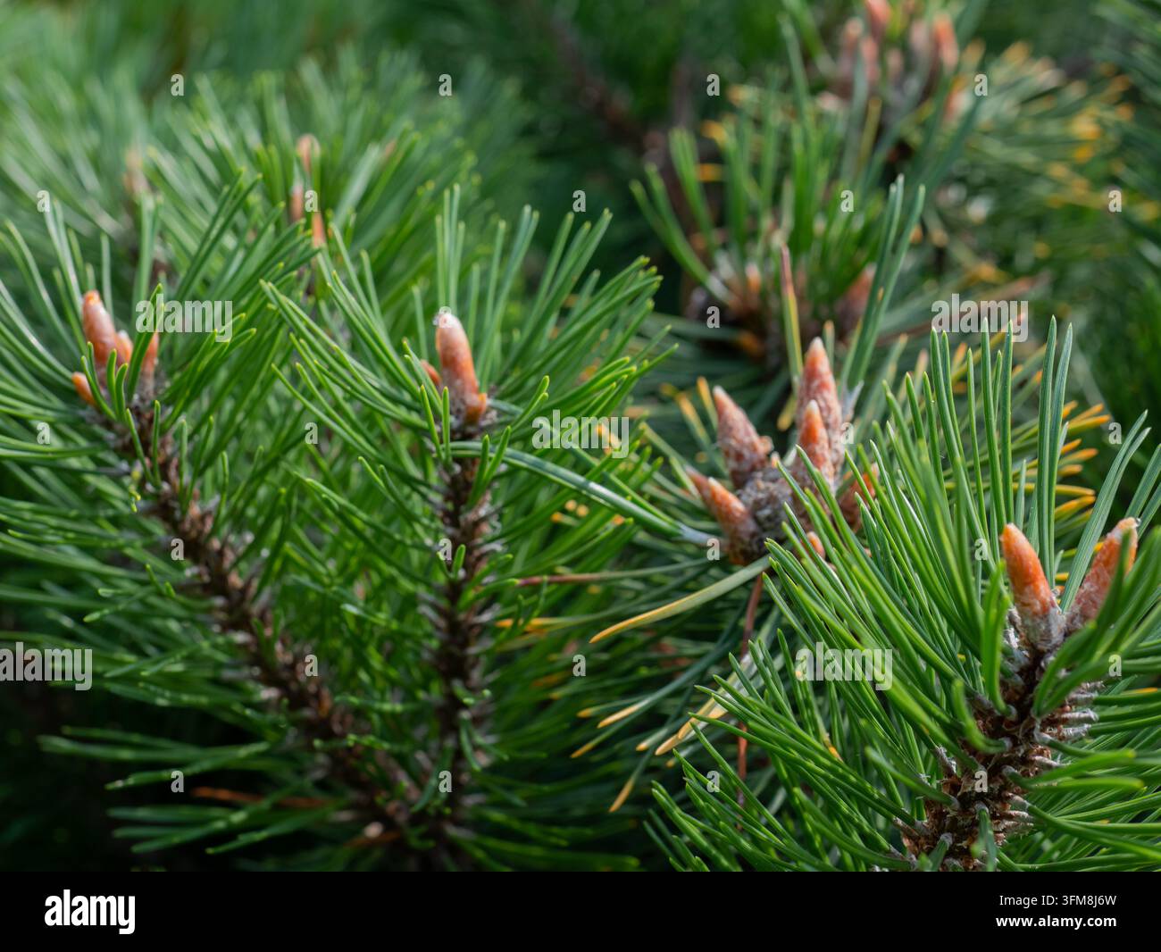 Grüner Kiefernzweig mit dichten Nadeln und hellbraunen neuen Wachstumsknospen, die geschichtete immergrüne Belaubung und natürliche Textur in einer nahen botanischen Ansicht zeigend Stockfoto
