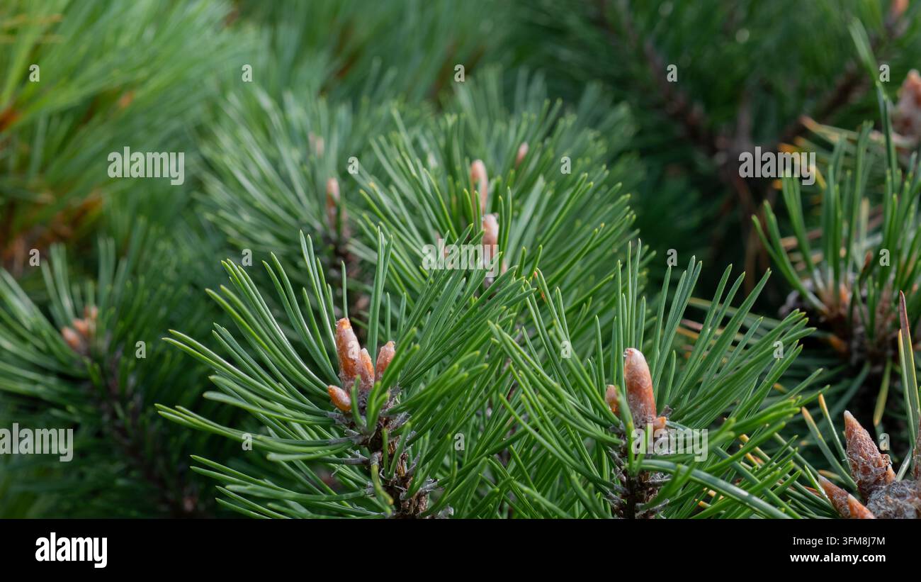 Grüner Kiefernzweig mit dichten Nadeln und hellbraunen neuen Wachstumsknospen, die geschichtete immergrüne Belaubung und natürliche Textur in einer nahen botanischen Ansicht zeigend Stockfoto