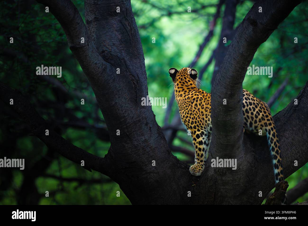 Indischer Leopard ruht auf einem massiven Ast im Jhalana-Leopard-Schutzgebiet, Rajasthan, Indien, und zeigt seine bemerkenswerte Kletterfähigkeit Stockfoto