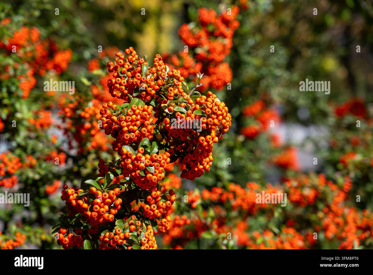 Pyracantha coccinea Feuerdornstrauch (Pyracantha coccinea) Äste mit dichten Büscheln orangefarbener Beeren im Freien im Herbst in Bukarest. Stockfoto