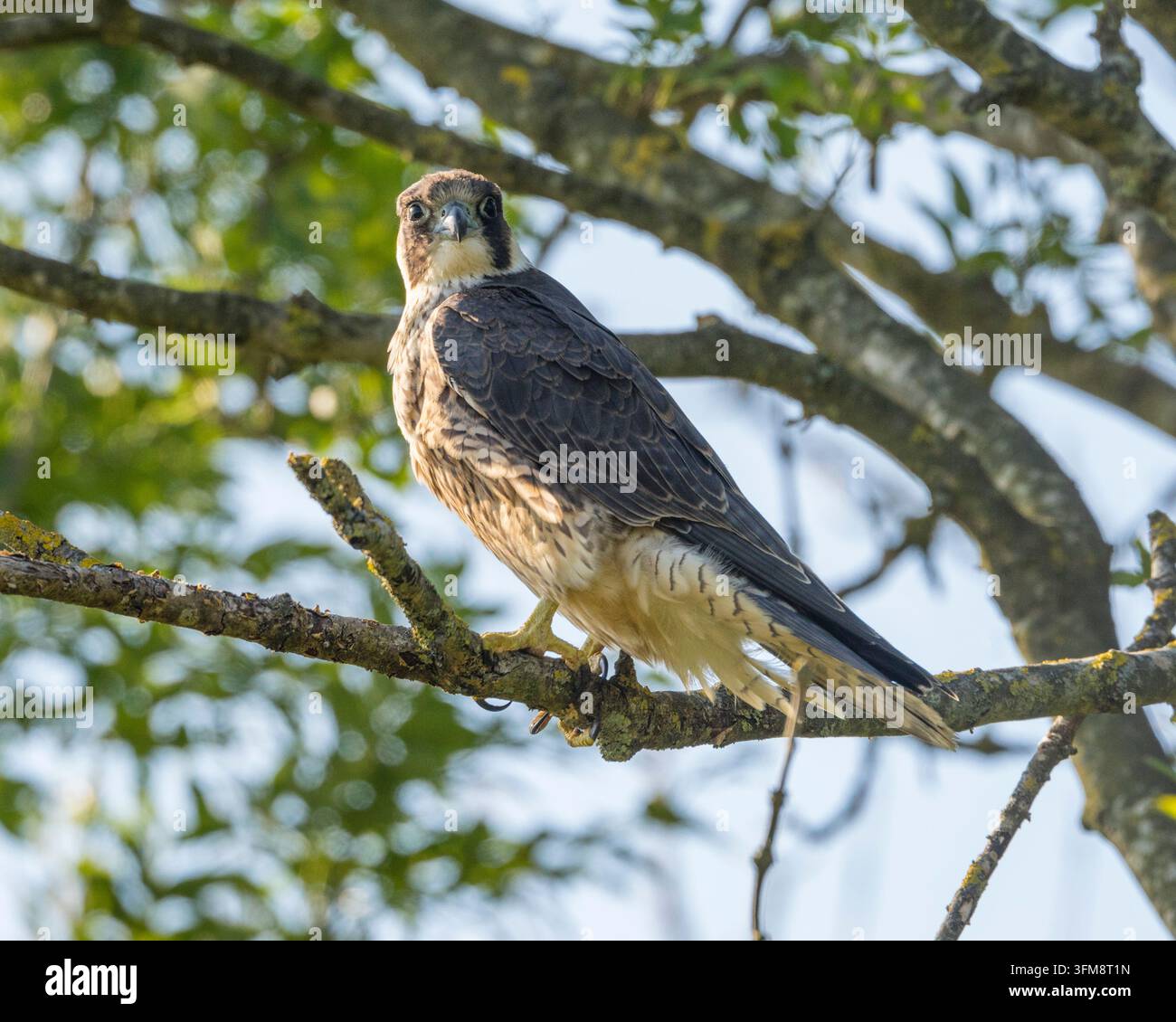 Turmfalke (Falco peregrinus) im Baum Stockfoto