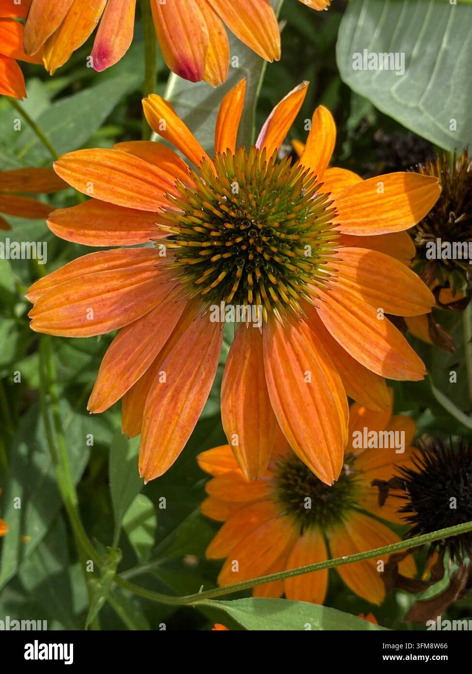 Nahaufnahme von Echinacea Sombrero Adobe Orange-Blüten, die im Sommer in einem Garten in Trevor, Wisconsin, USA blühen - Smartphone-aufgenommenes Stockfoto