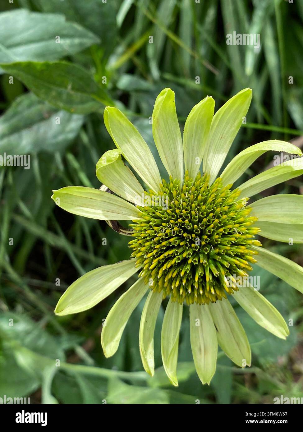 Nahaufnahme einer grünen Edel-Echinacea-Blüte, die im Sommer in einem Garten in Trevor, Wisconsin, USA blüht - Smartphone-aufgenommenes Stockfoto
