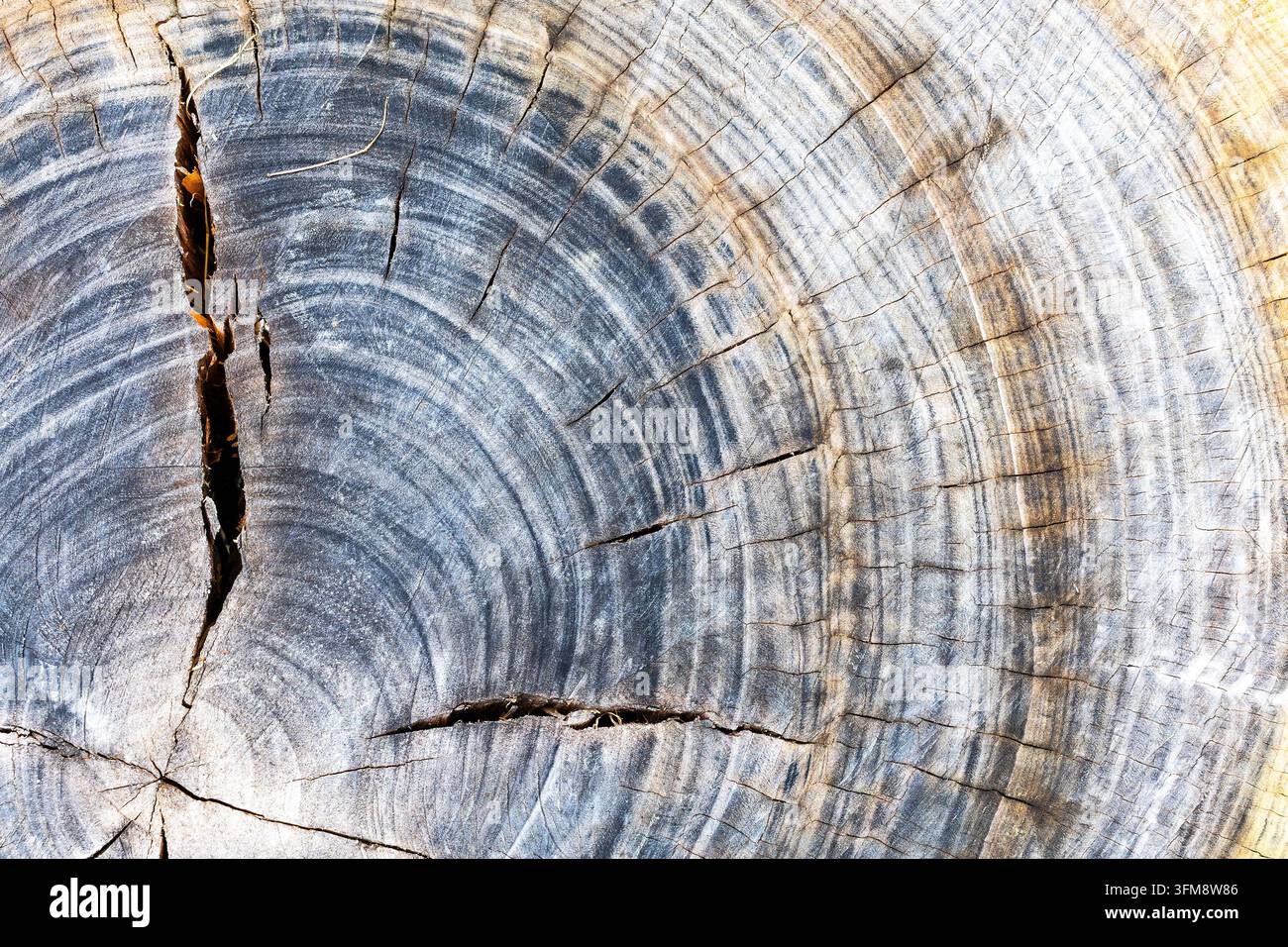 alte rissige Querschnittsaufnahme eines geschnittenen Baumstamms mit jährlichen Wachstumsringen im Botanischen Garten von Batumi an einem Septembertag Stockfoto