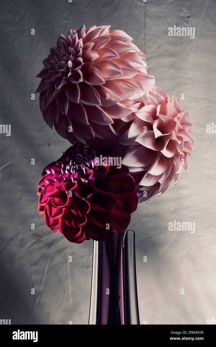 Dahlien in einer Vase Stockfoto