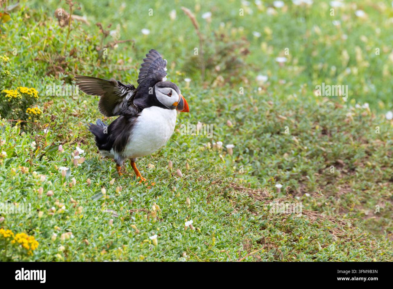 Niedliches kleines Papageientaucher-Vögelchen streckt seine Flügel aus, um abzuheben und zu fliegen. Serie 1 von 3. Saltee-Inseln, Irland Stockfoto