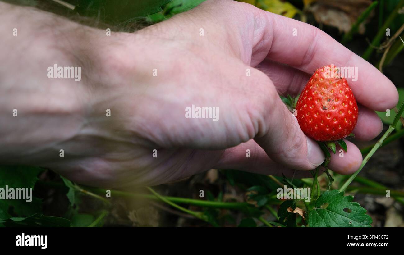 Hand, die eine verfaulte Erdbeere in einem Bio-Garten hält Stockfoto