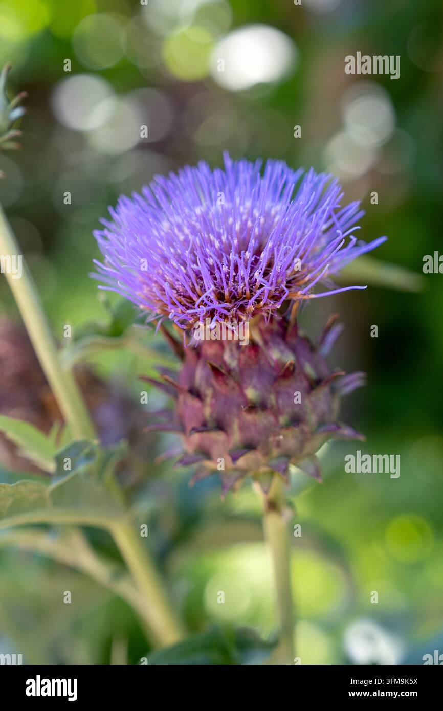 Eine Nahaufnahme eines auffälligen Artischockenblüten in voller Blüte, mit lebhaften lila distelartigen Blütenblättern und einer strukturierten, stacheligen Knospenbasis wiedergegeb Stockfoto
