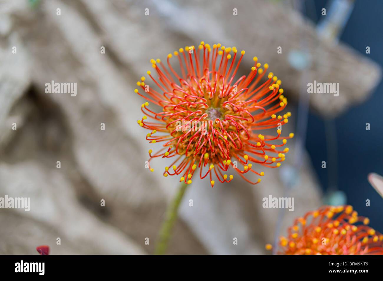 Nahaufnahme einer lebendigen Protea-Blüte, filigrane rote Filamenten mit hellgelben Pollensäcken, dicht gepackte Zentralstruktur, strukturiert und dynamisch Stockfoto