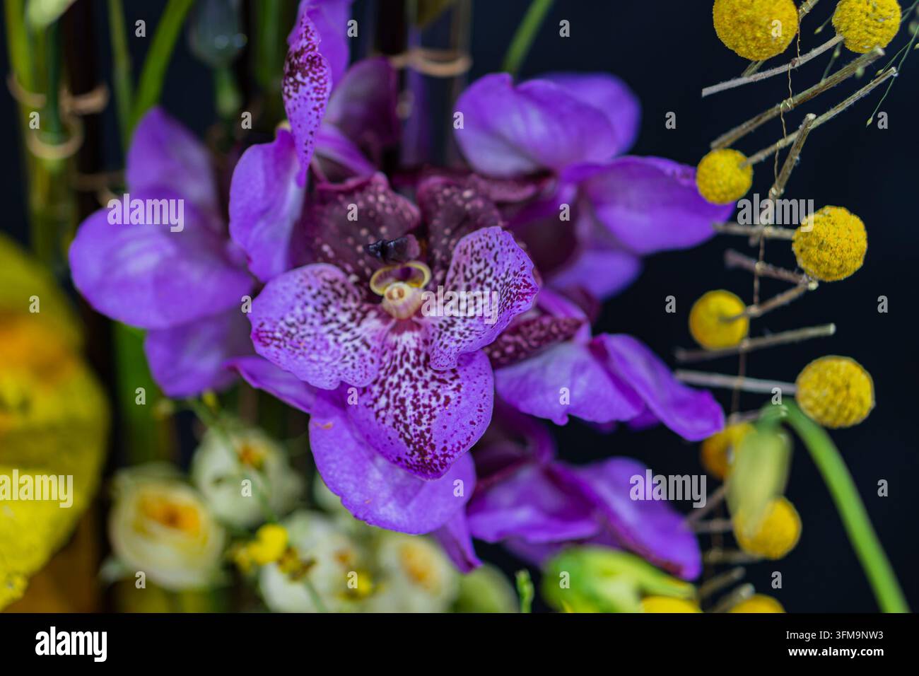 Lebendige Orchideenblumenanordnung mit satten violetten Blütenblättern und feinen weißen Sprenkeln, kleineren gelben Blüten und grünem Laub, dramatisch dunkel Stockfoto
