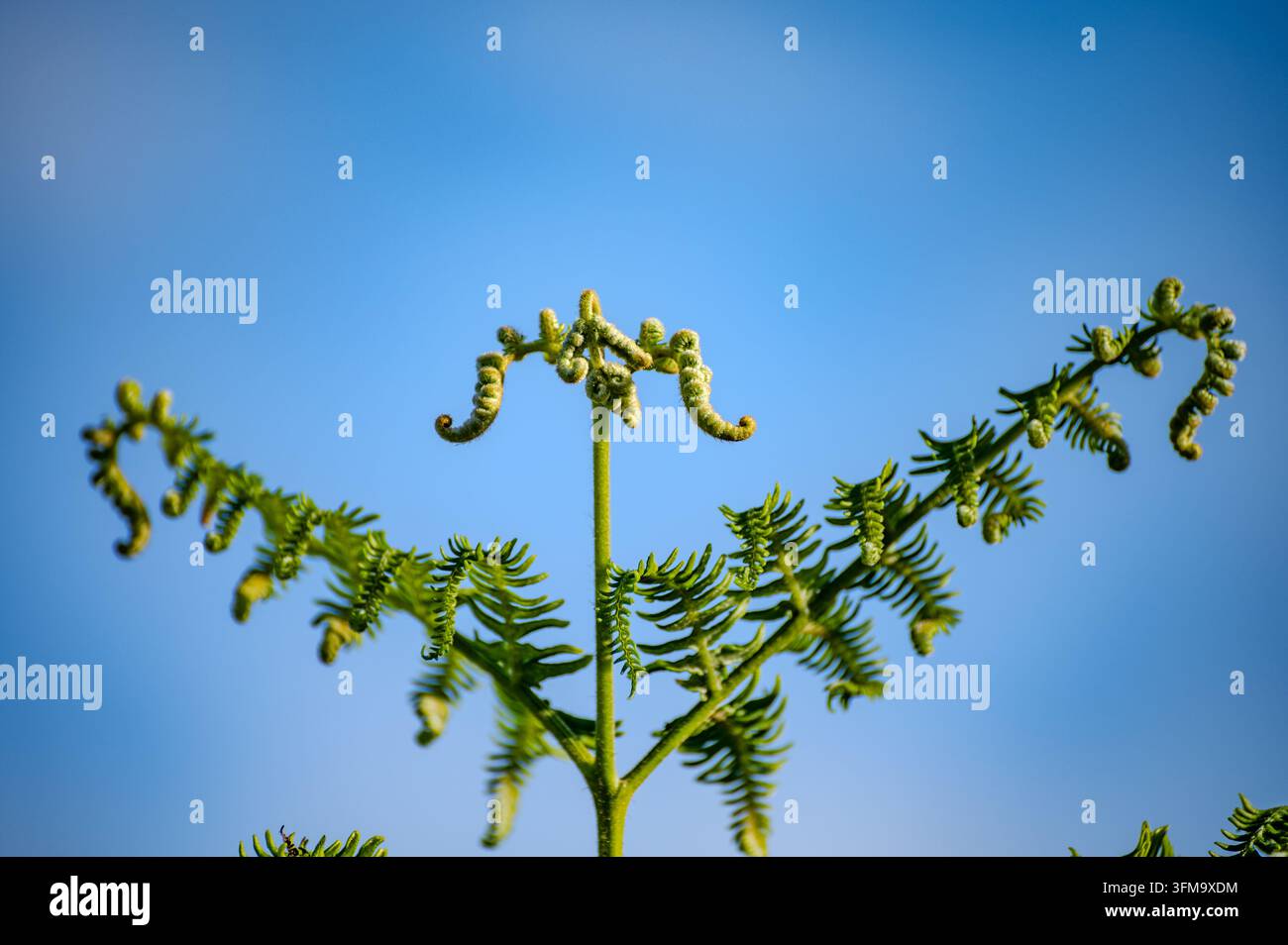Nahaufnahme von jungen grünen Farnwedeln, die sich im Frühlingsgarten spiralförmig entrollen Stockfoto