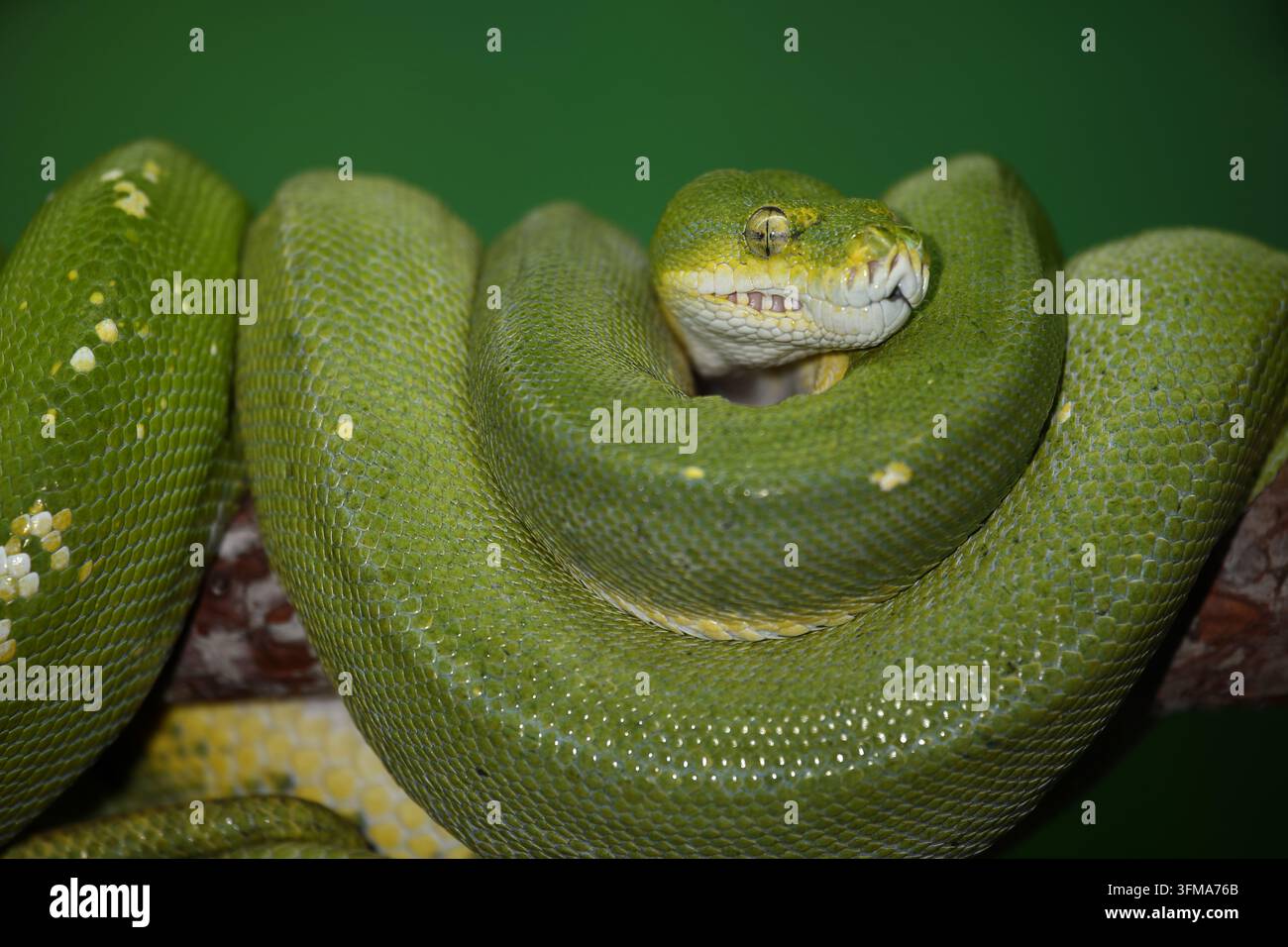 Grüner Baumpython / Green tree python / Morelia viridis Stockfoto