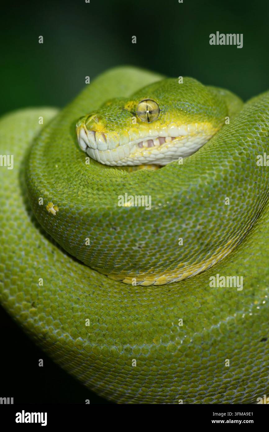 Grüner Baumpython / Green tree python / Morelia viridis Stockfoto