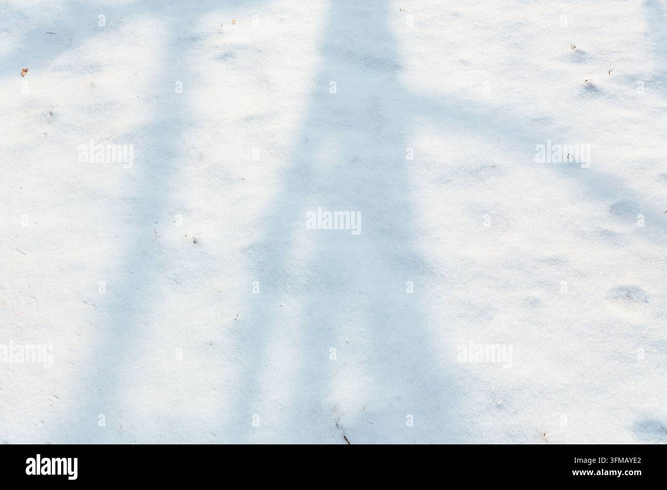 Sanfte Baumschatten über frischem Winter Schnee Stockfoto