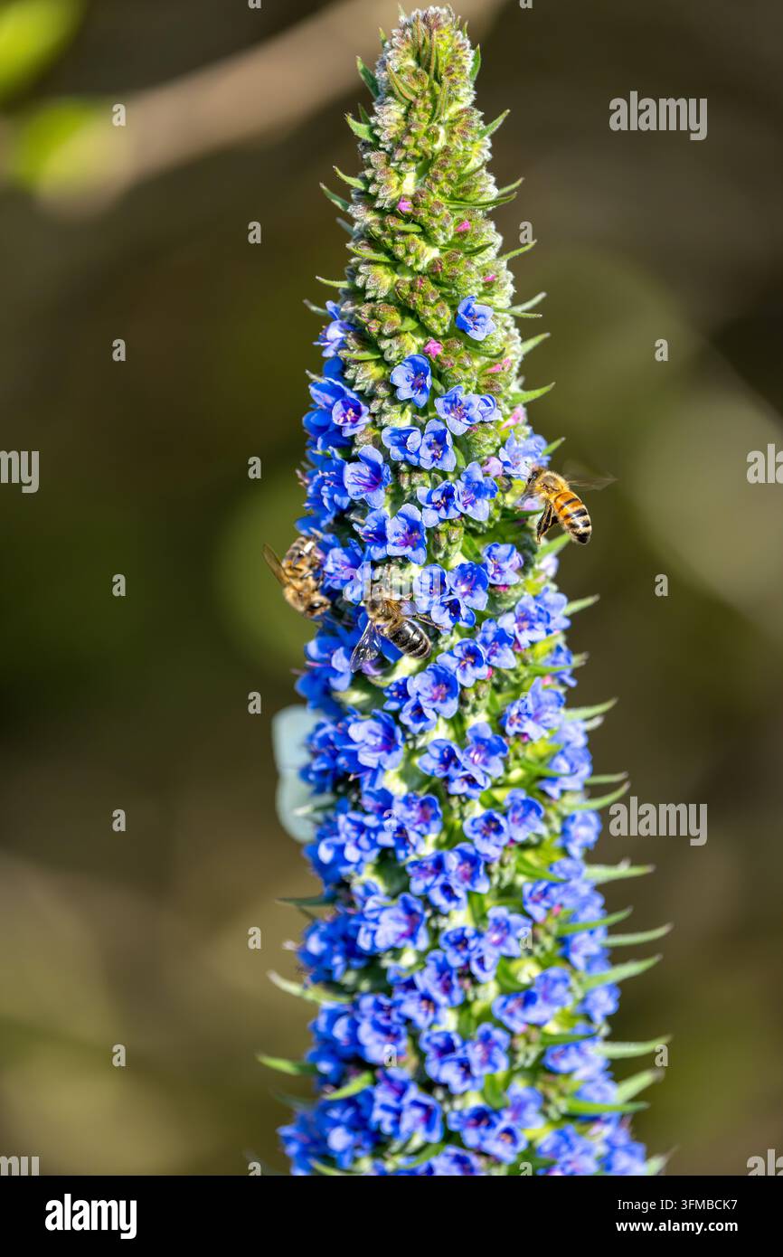 Drei Honigbienen (Apis mellifera) sammeln Nahrung an einer leuchtend blauen Echium candicans-Blütenrispe, Bestäubungskonzept, Gartentierwelt, Frühling Stockfoto