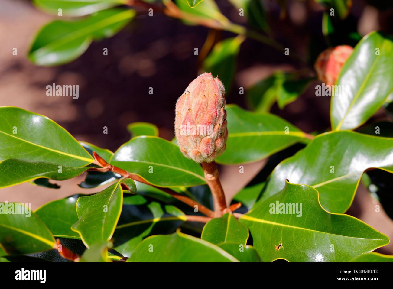 Eine Magnolienkapsel an einer Magnolia grandiflora, einer Südmagnolienbaumart. Stockfoto