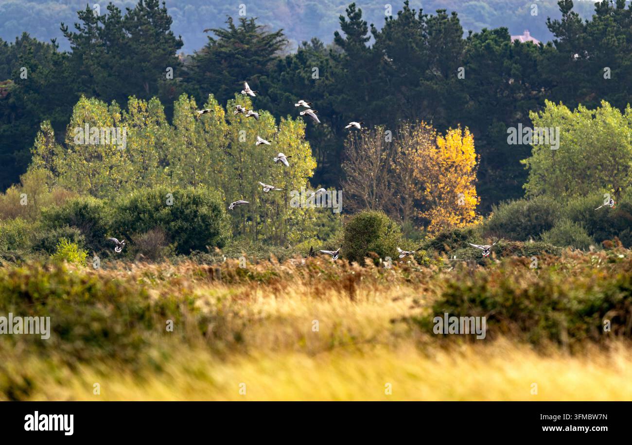 Eine Gruppe von Pinkfüßgänsen Anser brachyrhynchus beginnt, auf die Küstenfelder und Sümpfe in Holme, Nordwest-Norfolk, UK, herabzusinken Stockfoto
