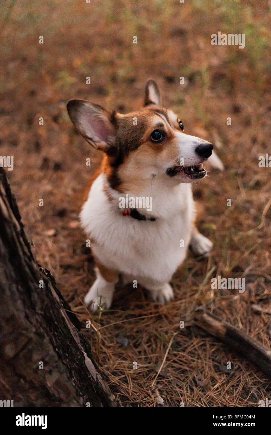Ein kleiner dreifarbiger Hund mit großen spitzen Ohren schaut mit neugierigem Ausdruck nach oben, während er auf dem mit Kiefernnadeln bedeckten Waldboden ruht Stockfoto