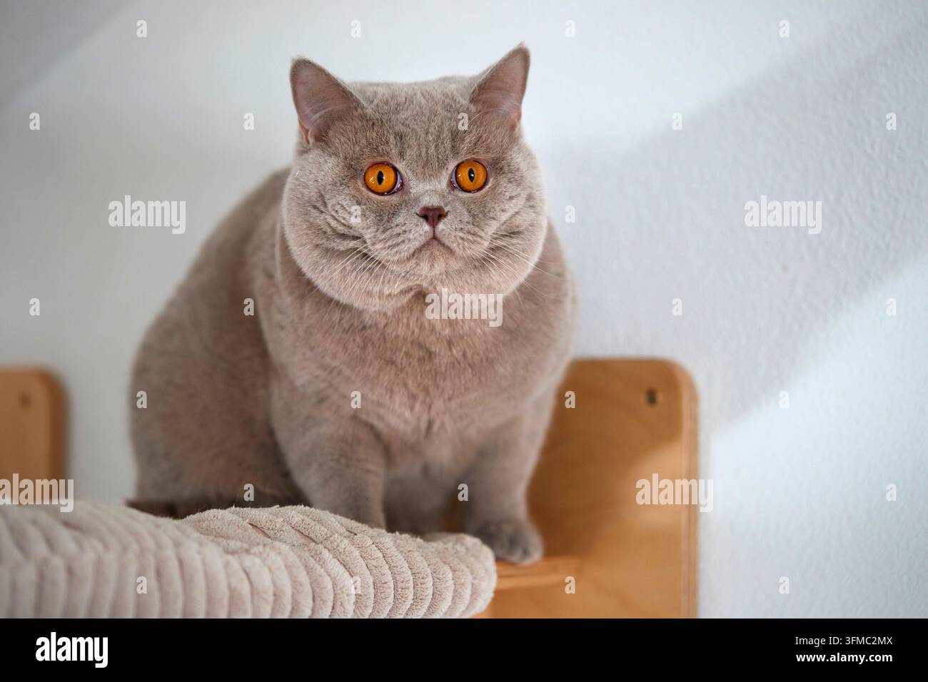 British Shorthair. Erwachsener auf einem Kratzbaum Stockfoto