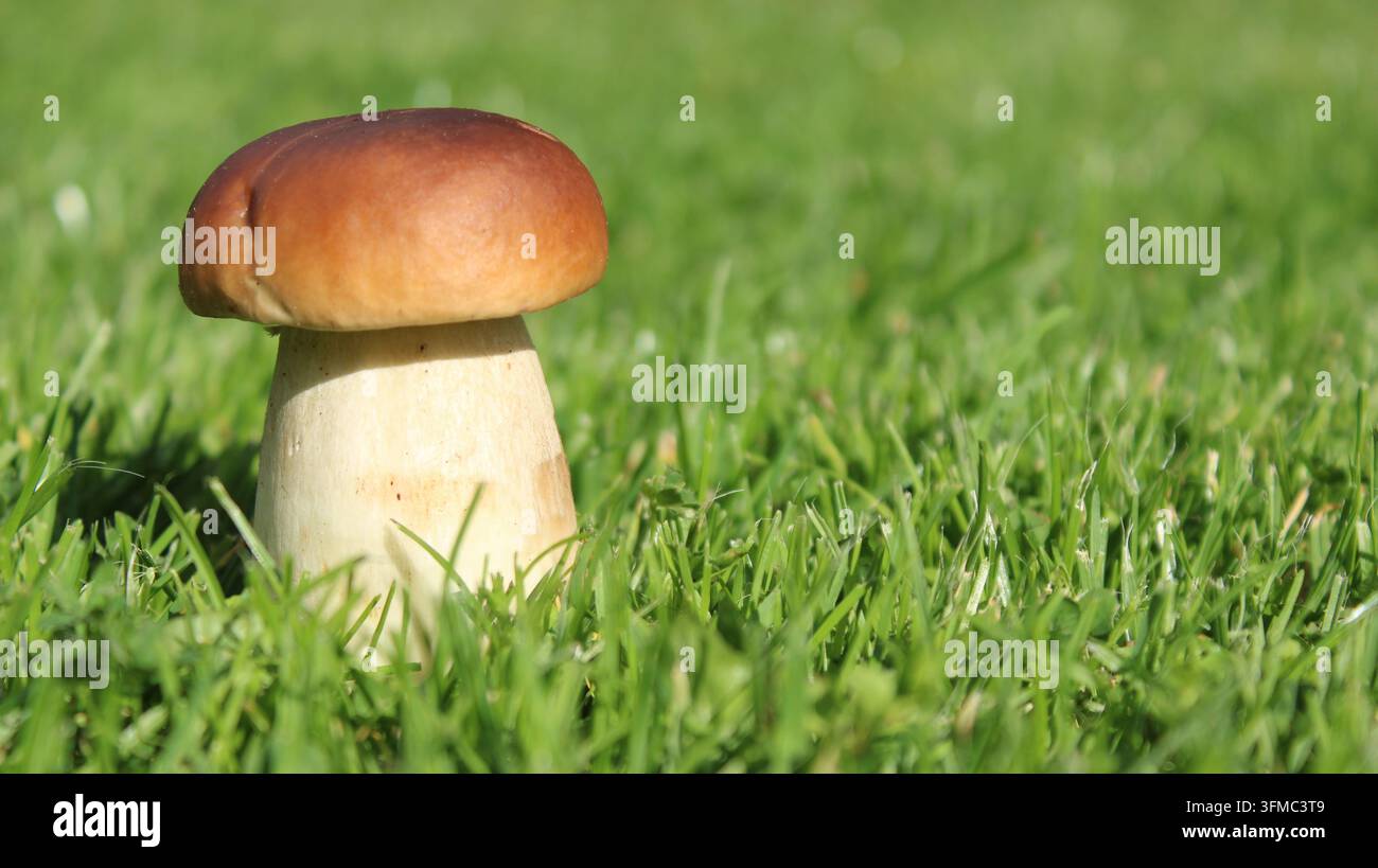 Frischer einzelner Steinpilz, der im grünen Gras wächst, Nahaufnahme Stockfoto
