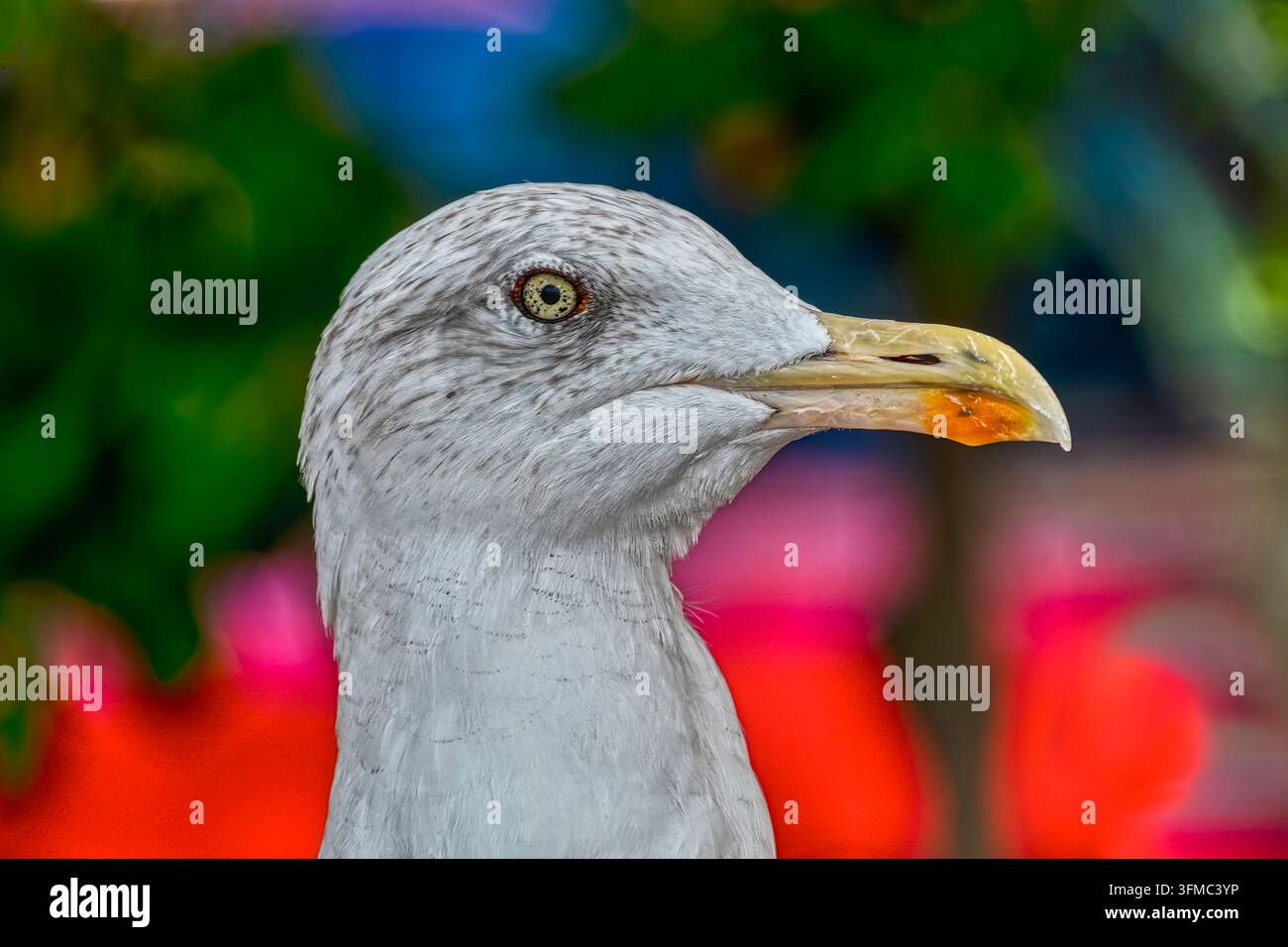 Nahaufnahme-Profilporträt einer Gelbbeinmöwe (Larus michahellis) mit hell gestreiftem Gefieder, einem gelben Auge und einem gelben Schnabel. Stockfoto