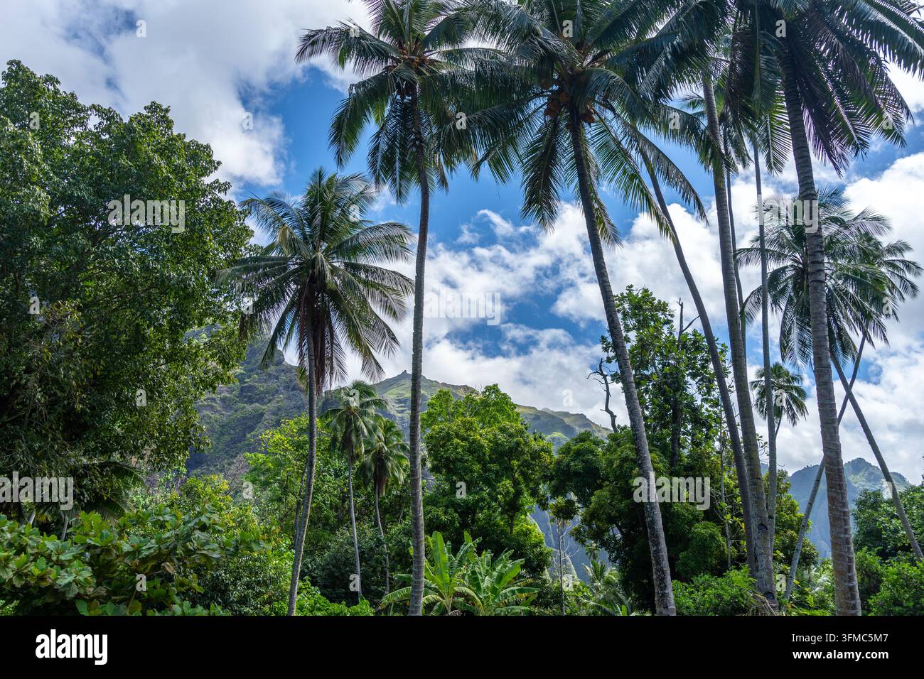 Ein üppiger Dschungelpfad durch das Hakaui-Tal, Nuku Hiva, die Marquesas-Inseln und Französisch-Polynesien. Majestätische Basaltklippen und dichte Vegetation umgeben die Tra Stockfoto