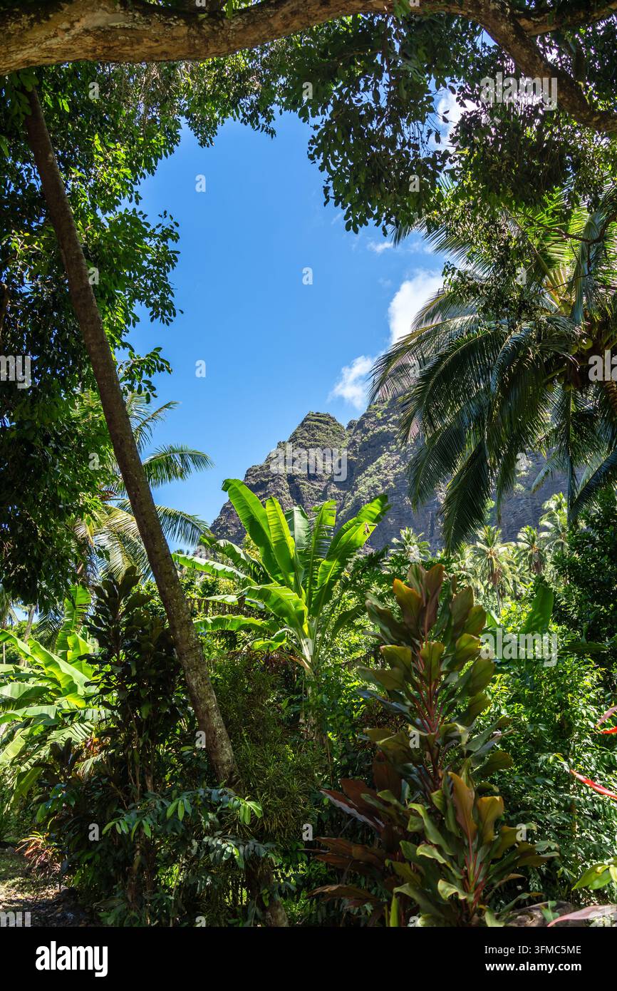 Ein üppiger Dschungelpfad durch das Hakaui-Tal, Nuku Hiva, die Marquesas-Inseln und Französisch-Polynesien. Majestätische Basaltklippen und dichte Vegetation umgeben die Tra Stockfoto