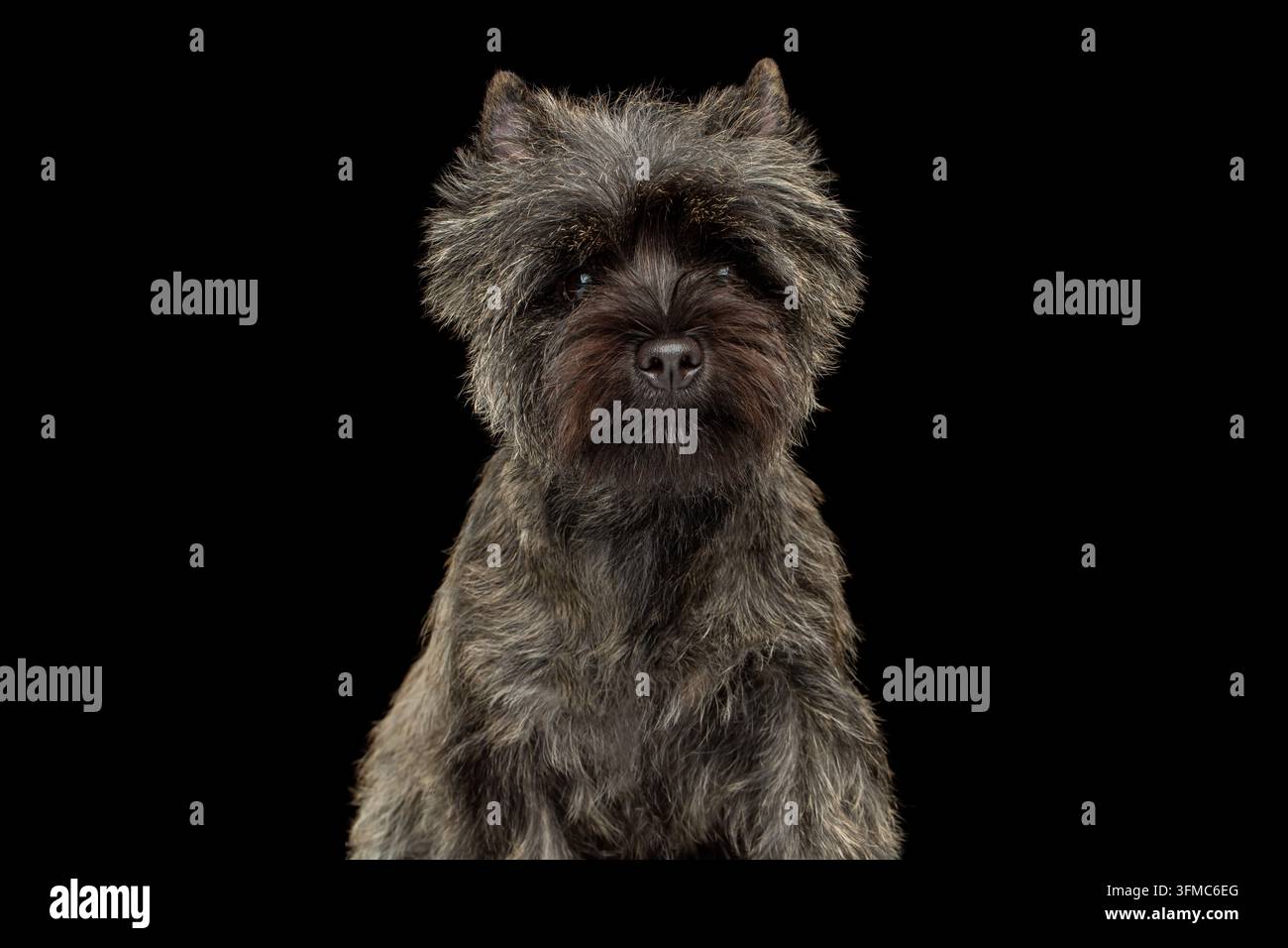Cairn-Terrier-Hund, der die Kamera mit ruhigem, aufmerksamem Ausdruck ansieht, geschlossener Mund, zotteliges, drahtiges graubraunes Fell, aufgerichtete Ohren, Pony über den Augen, isoliert auf Stockfoto