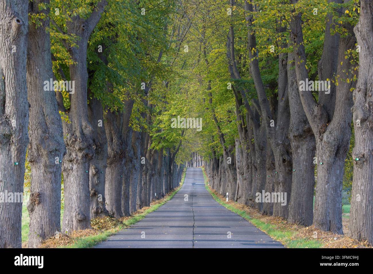 Kleinblättrige Linde (Tilia cordata). Allee im Herbst, Mecklenburg-Vorpommern, Deutschland. Stockfoto