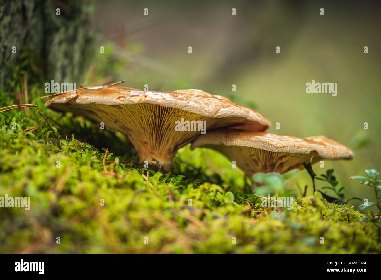 Braune Pilze der Art Paxillus involutus wachsen kräftig auf einem Bett aus weichem, hellgrünem Moos im Herzen eines Herbstwaldes Stockfoto