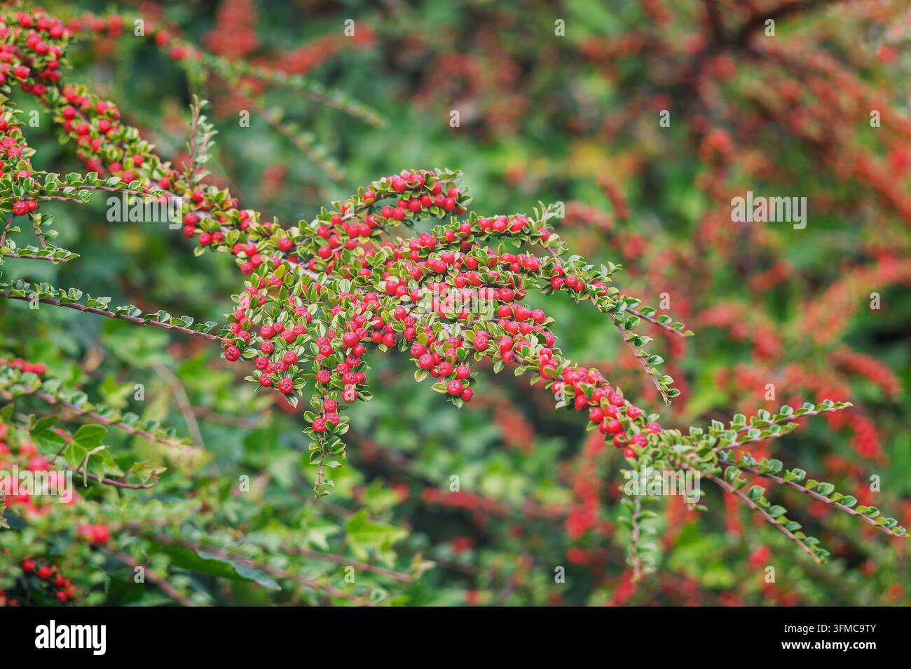 Cotoneaster horizontalis-Zweig mit kleinen roten Beeren und grünen Blättern. Stockfoto