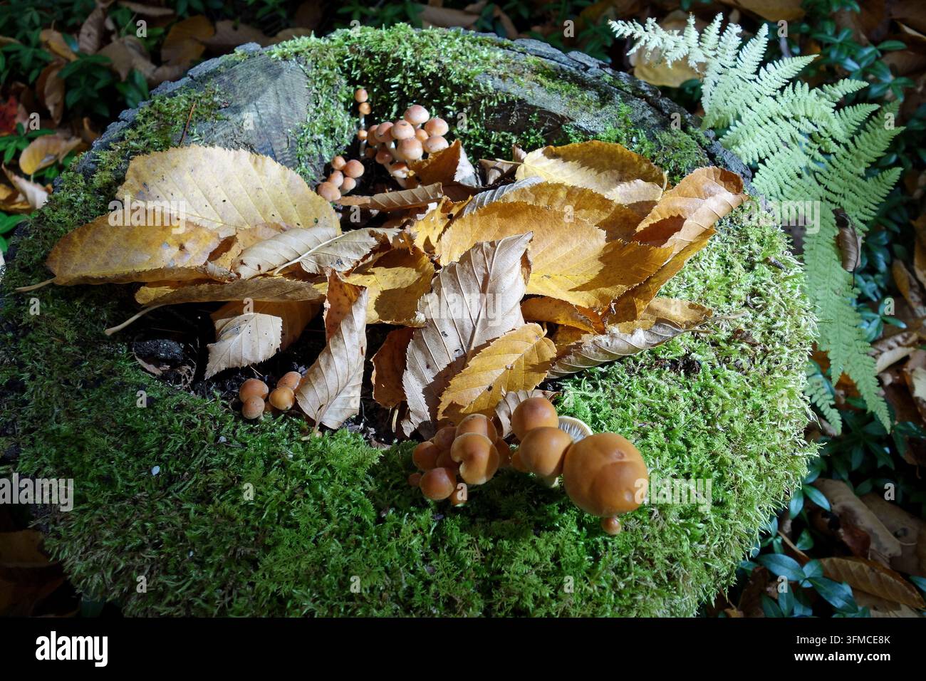 Kleine braune Wildpilze, die auf einem moosigen Baumstumpf mit Herbstblättern im Wald von Vermont wachsen Stockfoto