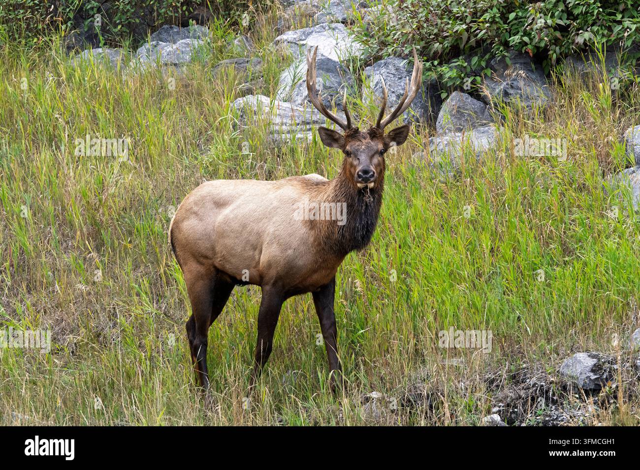 Bull-Elk (Wapiti), (Cervus canadensis) nahe dem Bow River, Canmore, Alberta, Kanada Stockfoto